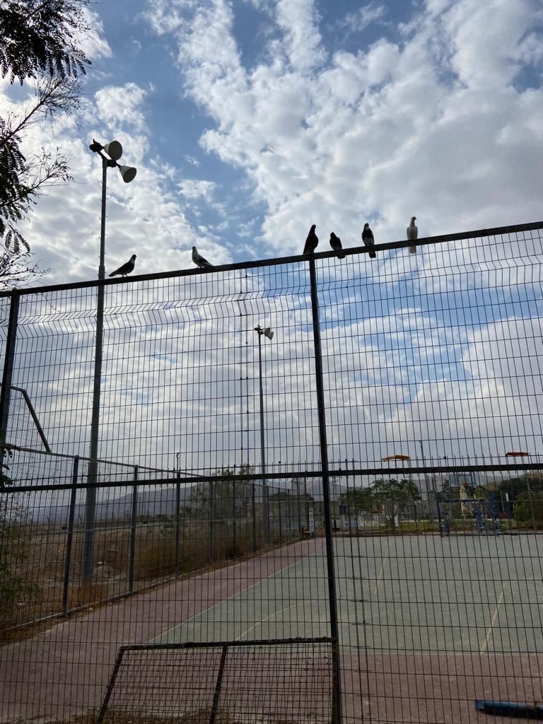 טל רוזנברג 03